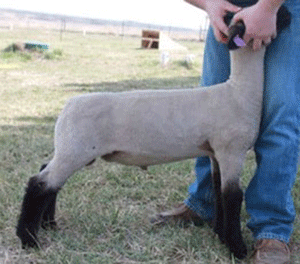 Brasfiled Club Lambs - Primetime