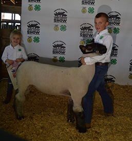 Brasfield Club Lambs Winners
