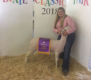 Brasfield Club Lambs Winners