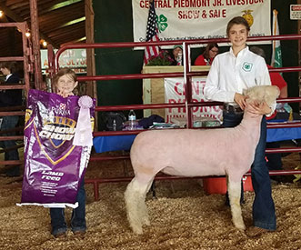 Brasfield Club Lambs Winners