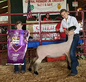 Brasfield Club Lambs Winners
