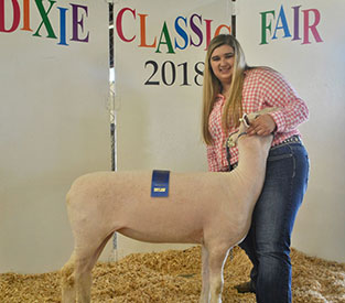 Brasfield Club Lambs Winners