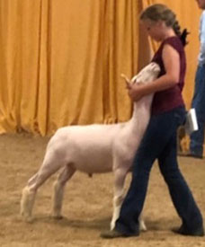 Brasfield Club Lambs Winners