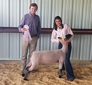 Brasfield Club Lambs Winners